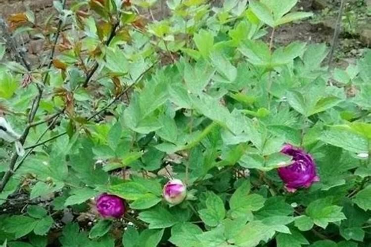 牡丹芍药施肥用磷酸二氢钾浇灌行吗？