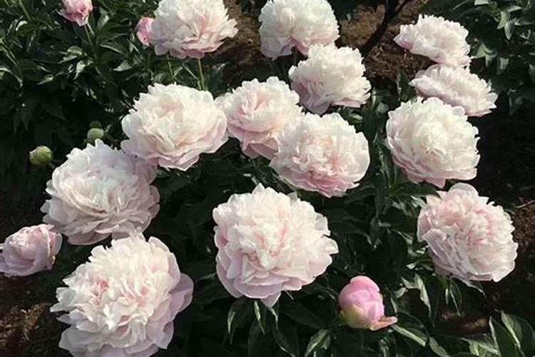 怎样养芍药才是正确的