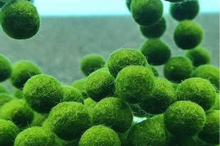 为什么水培的水用冷开水好