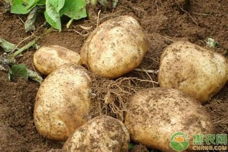 土豆开花后施什么肥料能提高产量