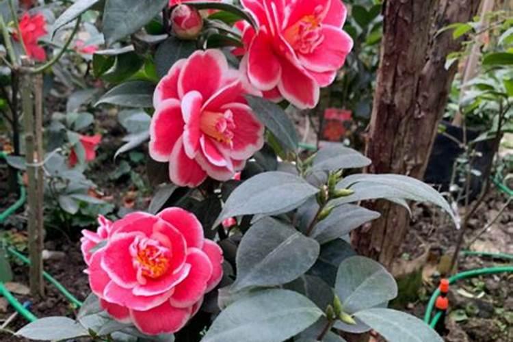 钠盐与我们日常吃的食用盐是一回事吗