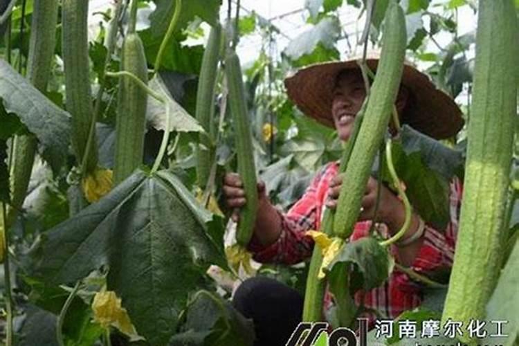 种植花生用什么肥料好