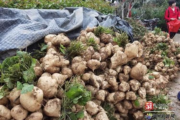 白地瓜种植时间和方法