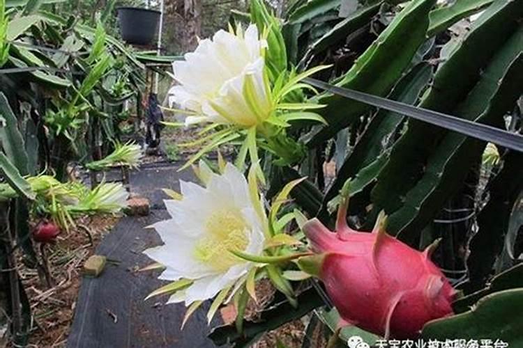 火龙果挂果期需补哪种肥料