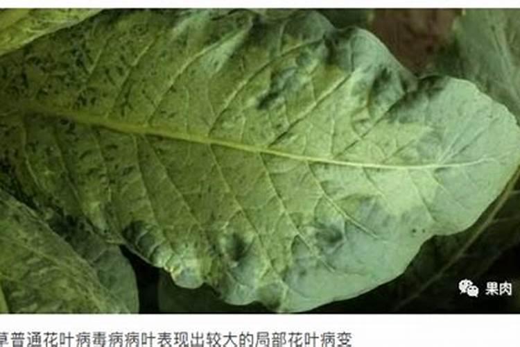 烟草花叶病是什么 烟草花叶病处理和防治措施!