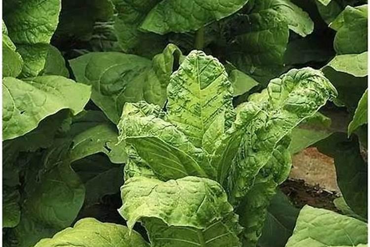 烤烟花叶病症状及防治方法