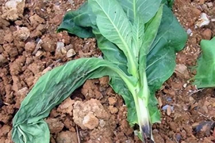 烤烟花叶病症状及防治方法