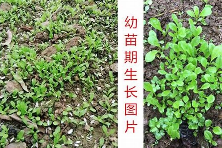 常见的氮肥有哪些？