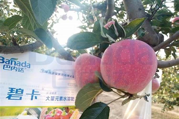 苹果树补钙几月份最好