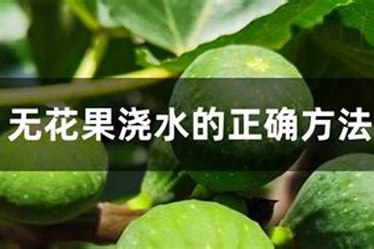 无花果果树施肥方法及时间 无花果果树如何施肥