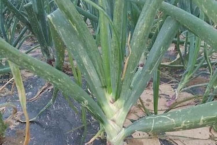 洋葱膨大最快的方法