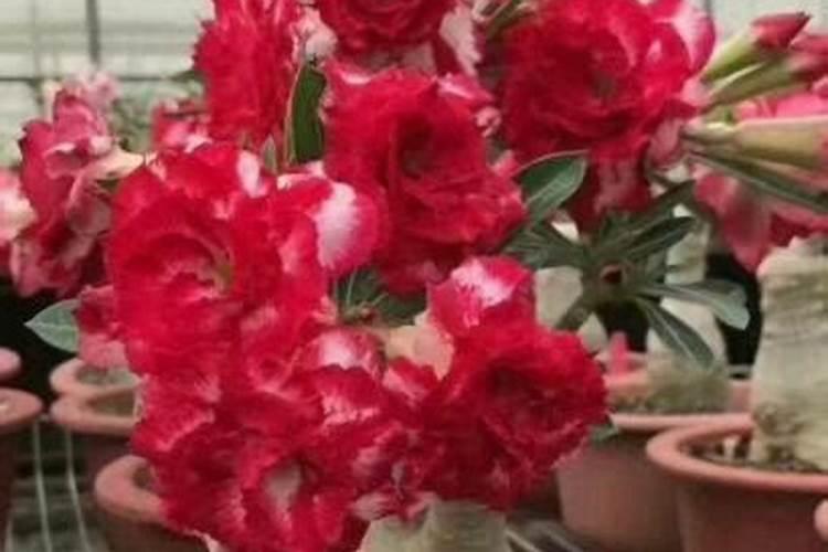 沙漠玫瑰开完花如何复壮
