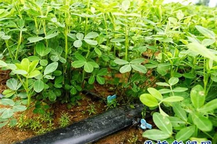 怎么种露天花生高产 花生三遍药使用的最佳时间