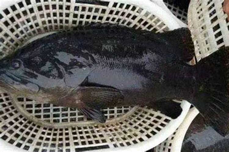 宝健姣媛深海鱼蛋白,对人体有什么好处？它的合理价格应该是多少钱？