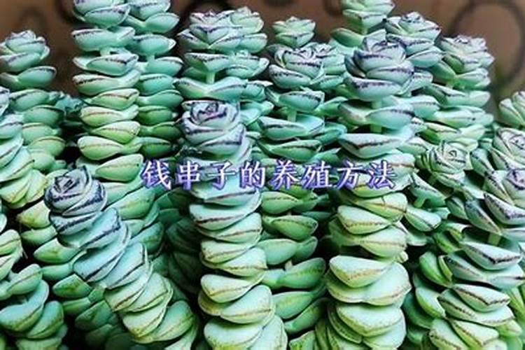 关于钱串子花