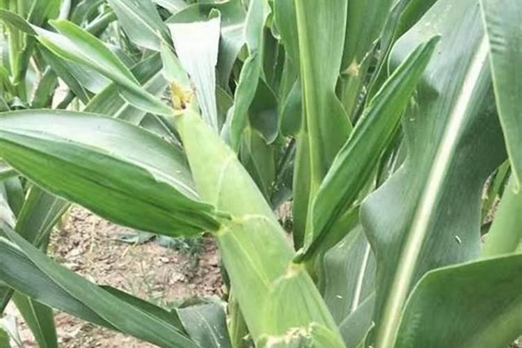 玉米控旺能加芸苔素吗 什么时候喷施效果好