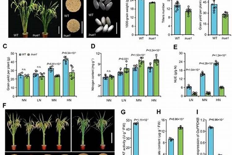 德普威乳胶漆怎么样