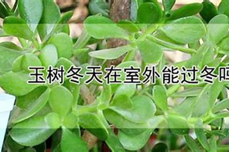 玉树冬天怎么养
