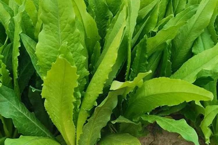 芸苔素对植物生长有什么作用？