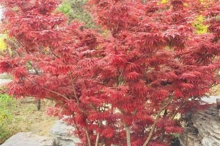种松树一般施什么肥料