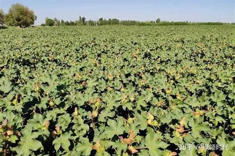 网上买钾肥是真的吗