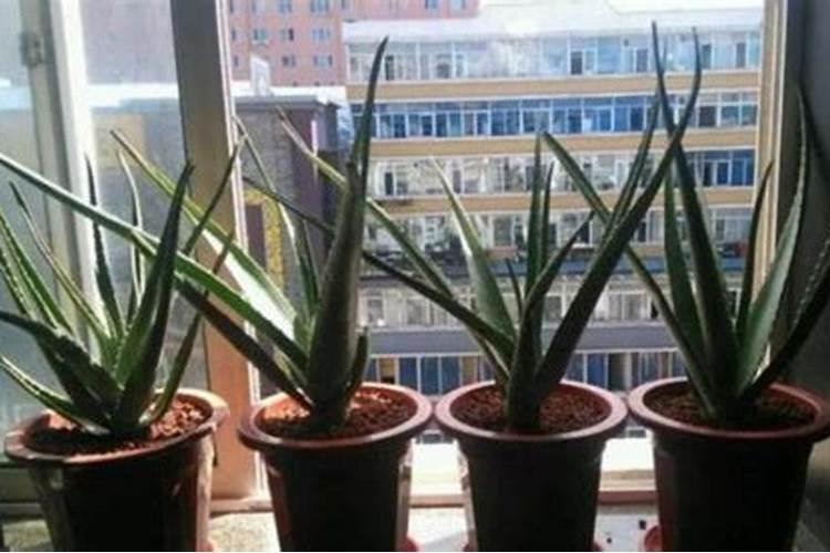 芦荟用什么肥料长得快 什么时候施肥好