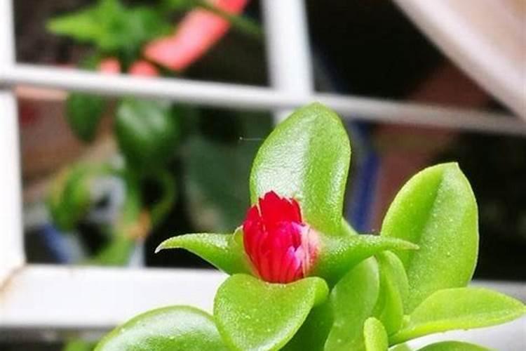 三角梅花期后如何施肥花开不断