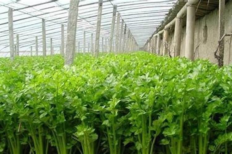 芹菜用什么肥料好