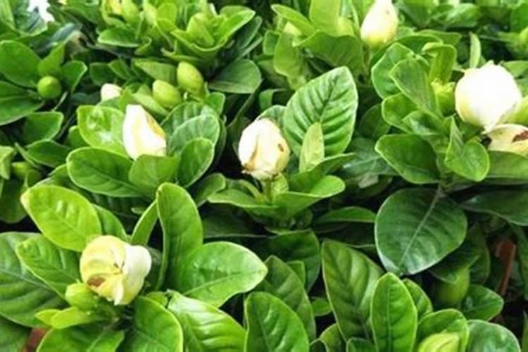 尿素可以用来给栀子花施肥吗