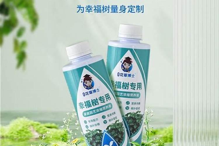 新买来的幸福树多长时间给它施肥丶加什么肥料