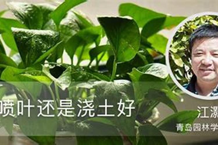 绿宝幸福树的养殖方法 绿宝幸福树的养殖方法有哪些
