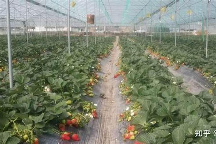 碳元素对植物的作用及功能
