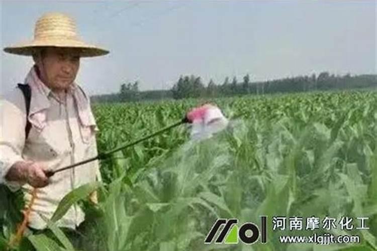 花生叶面肥雨前打好还是雨后打好？