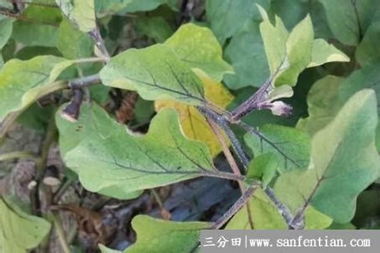 茄子黄叶是药害还是缺元素？遇到这种情况应该怎么办？