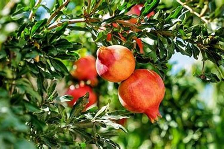 李子树施冬肥什么肥最好？