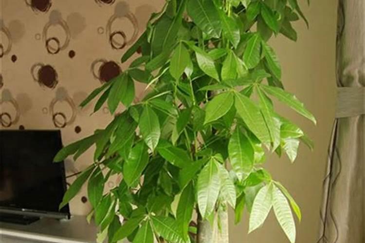 发财树刚刚移植能施肥吗？