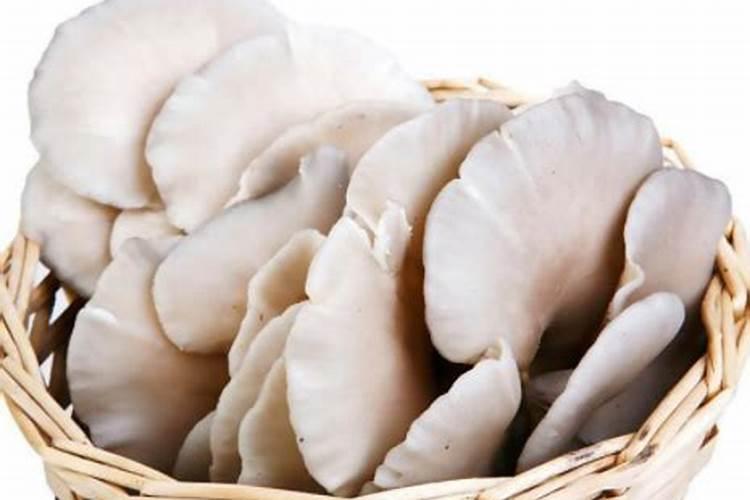 蔬菜全部枯死了根部是白色菌丝开始腐烂？