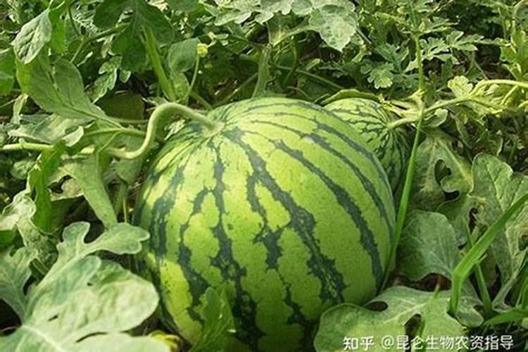 西瓜的施肥方法,用什么肥？