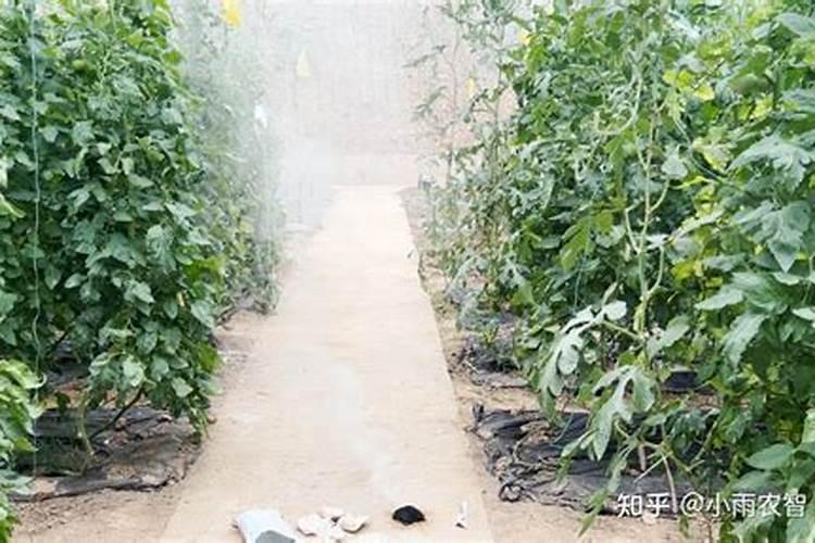 钼肥对豆类的作用有哪些 缺钼有什么症状