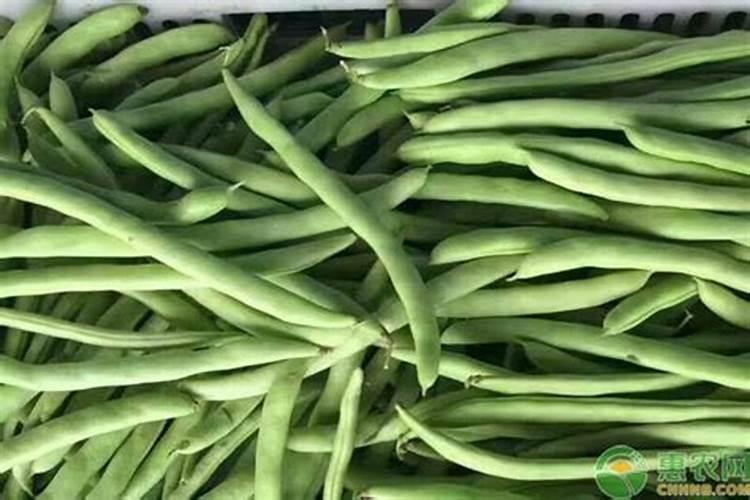 菜豆多久施一次肥