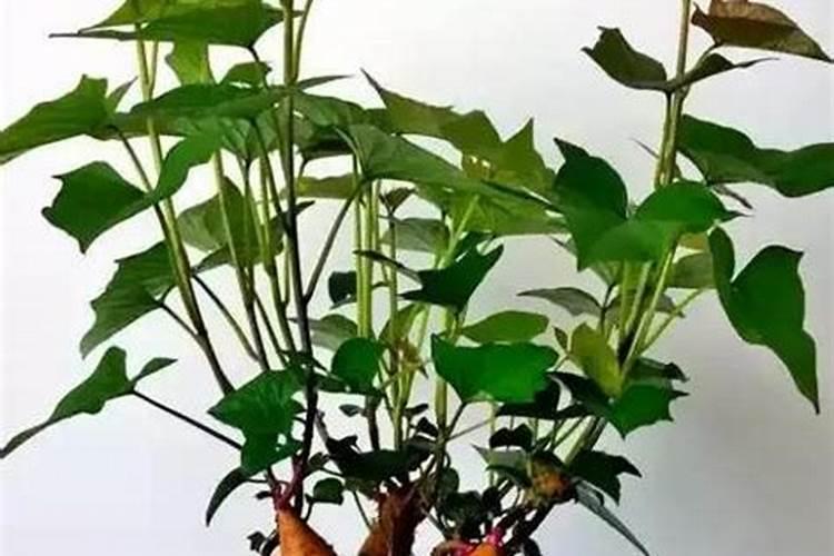 红薯最好的肥料