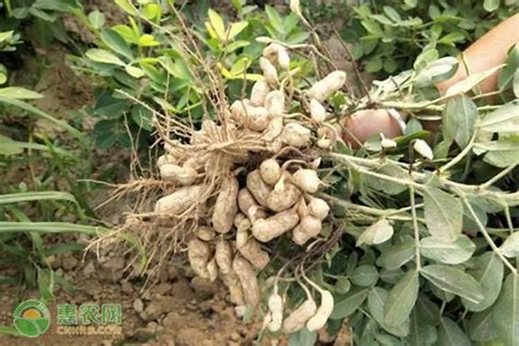 秋豌豆种植技术