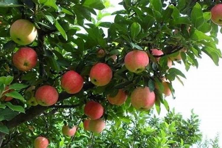 苹果树花后追肥得抓紧,避免果树脱了肥!