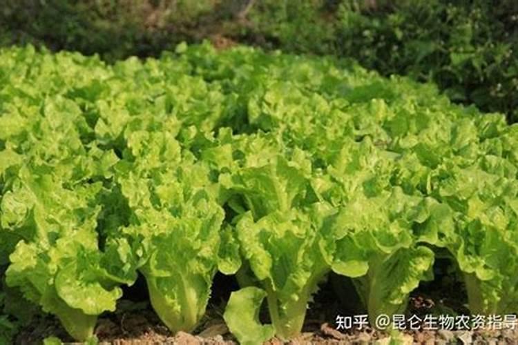 矿源黄腐酸钾对作物有什么作用？苦瓜幼苗期使用矿源多少用量合适百度...