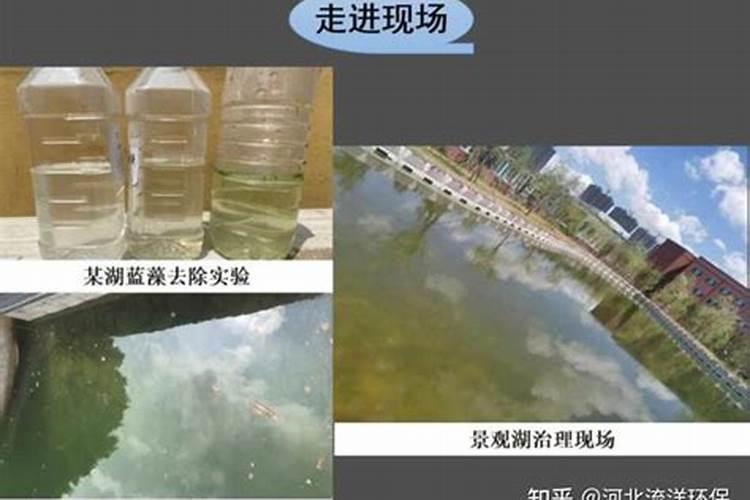 蓝藻如何处理