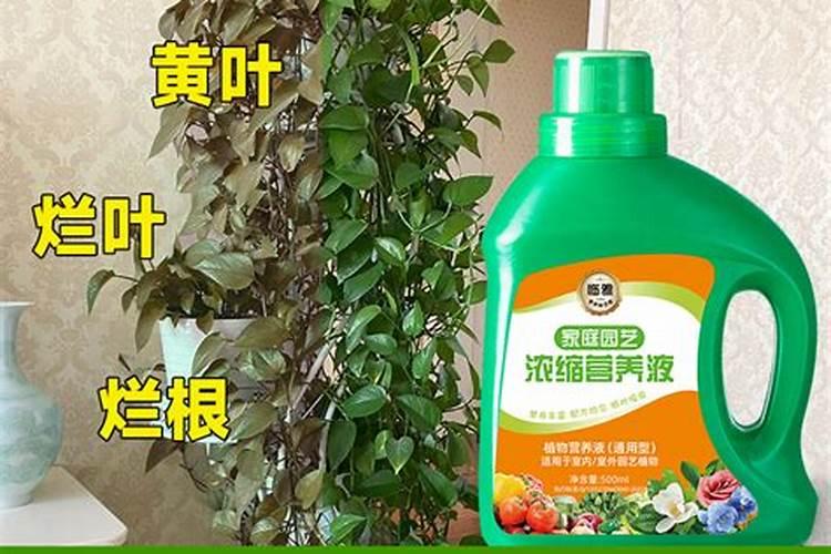 花上营养液好还是花肥好？