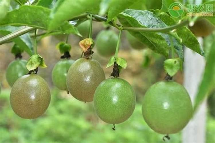 土豆种植技术