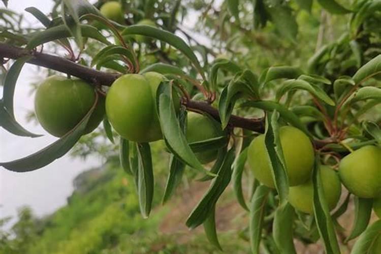 李子树用什么肥料最好,李子树苗施什么肥料比较好