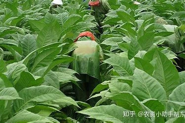 烟叶不落黄喷什么药