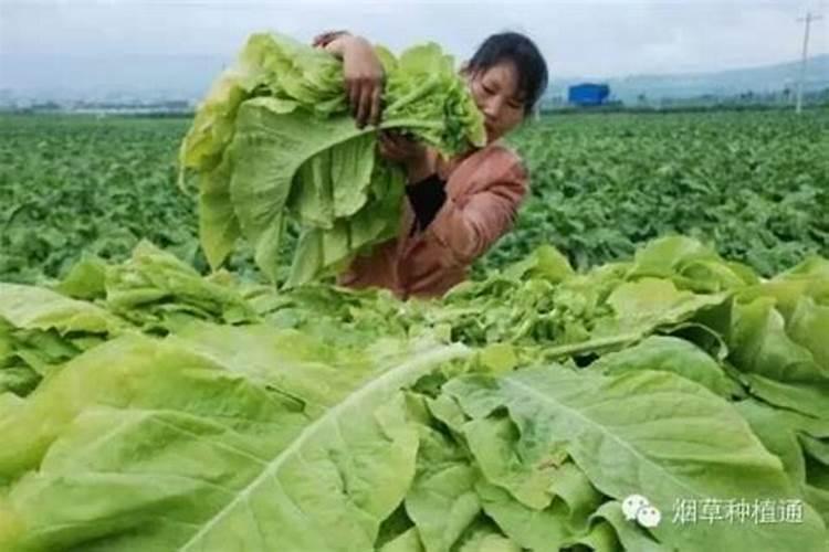 家里种的烤烟烟叶发青现在不见黄是怎么回事